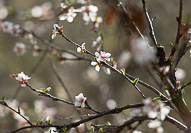 tree blossom photo